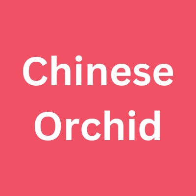 Chinese Orchid